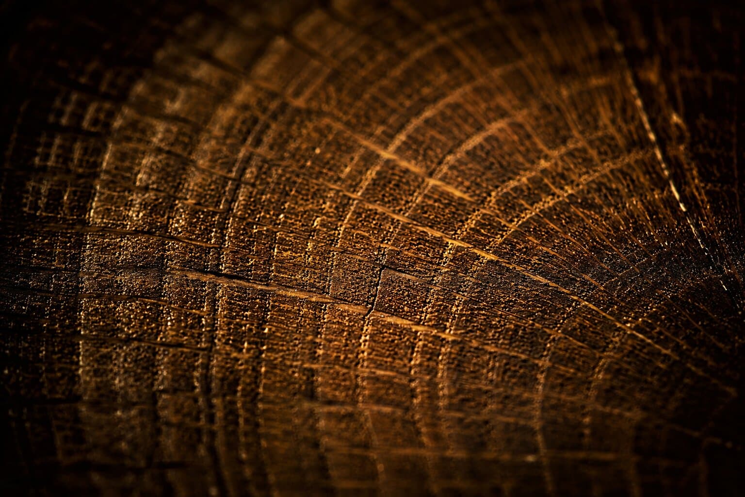 Oak end grain and growth rings, close up.